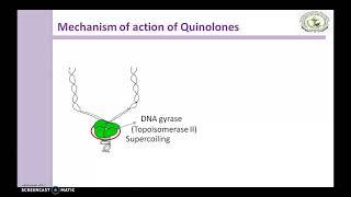 Quinolones  Mechanism of action