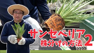 【サンセベリア】生産者が教えます！株分けの方法2【赤塚植物園農場だより】