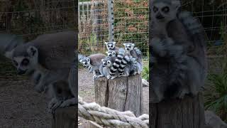 Lemurs cuddling up to keep warm #youtubeshorts #shortsvideo #shorts #animals