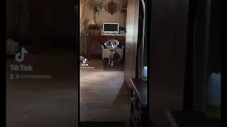 Odin in a cone… #shorts #dog #pitbull #cute #tiktok #pets #funny #viral