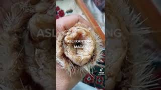 asli kantong macan