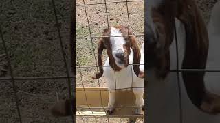 O boy!!!! What is this?? #bakra #cabras #chivo #farm #farmanimals #cabros #goatlovers  #animal