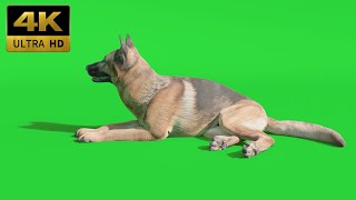 026 - Green Screen | Chroma Key | Animal 4K | Dog