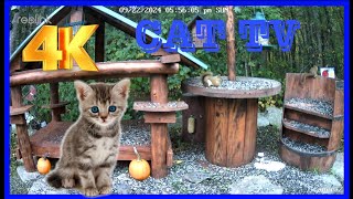 Cat Tv Dog TV 4K Chipmunks , Squirrels  and birds #cattv #cuteanimal #squirrelwatching