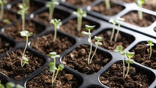 How to grow vegetables at home from seeds for beginners - Seed to harvest - seedling