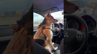 Meet our new driver snd auto tech Maya ! 😂🐕  #narmautowerkz #narm #dog