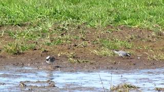 Male White Wagtail with Female Pied Wagtail Collennan 28 april 2012