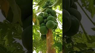 big papaya plant sweet fruits