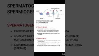 Spermatogenesis#iasexam #neet2023 #biologynotes