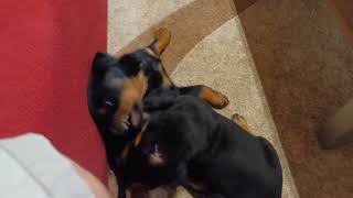 OMG!!!!!! Rottweiler attack!!!!!!!!