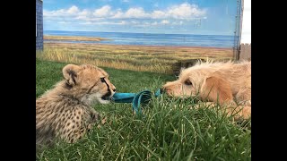 Cheetah Cubs Update - Dave, Adrienne and Puppy Campbell