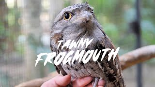 Tawny Frogmouth