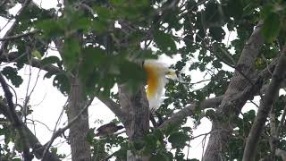 Alfred Russel Wallace's "Magnificent Birds of Paradise": the Lesser Bird of Paradise. Version 2