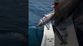 Tuna fishing off the coast of NJ #fishing #fishingvideo #fishinglife #tuna #bluefintuna #tunafish