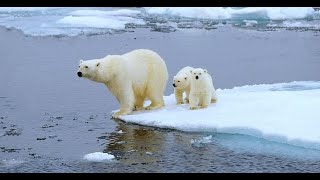 l’hybridation de l’ours polaire