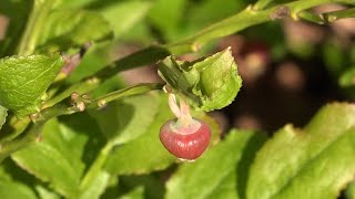 European blueberry