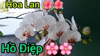 Hoa Lan Hồ Điệp Nở Đẹp Quá Cả Nhà Ơi 🌸🌸🌸🌺🌺🌺 25/10/2024 #hồthanhthái