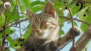 Cat Purring and Harp Music - Relaxation, Relieves Stress, Relieve Insomnia