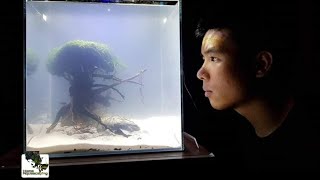 HOW TO NANO AQUASCAPE - Bonsai Ep.3|Membuat Aquascape|水草造景