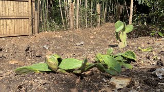 Bamboo removed, cacti planted