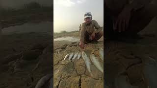 Fishing🐟in River😱🐟Catch China Fish🐟Cat Fish🐟دریا کا شکار😱🐟 #fishing#hook#shikari#