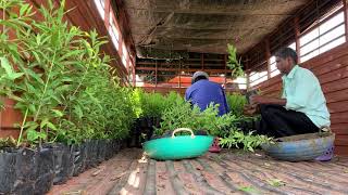 Plants loading for long distance travel