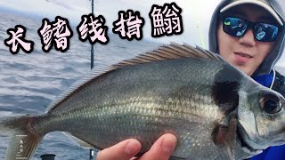 海钓新西兰，吕竿VS长鳍线指䱵。 #鱼吕行Albert Fish On#New Zealand Fishing DIY Rod VS Tarakihi At Mayor Island