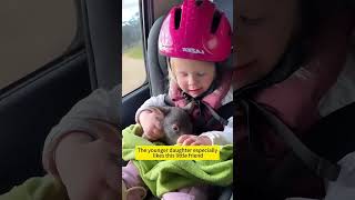 Rescue a newborn wombat without a mother and adopt it #animals #animalshorts #shortvideo #rescue