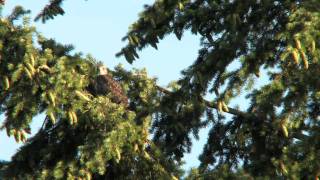 Bussard oder Eichhörnchen oder Eule   ???