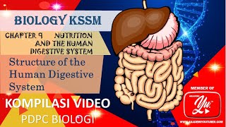 9.1   Structure of the human digestive system