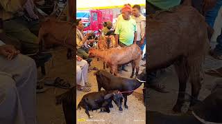 QURBANI 2K24 KHASSI MANDI!     #shortsvideo #youtubeshorts #qurbani2k24 #INDIA