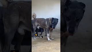 KANGAL #dog #animals #kopek #dogs #pet #youtubeshorts #shortvideo #youtube #shorts #like #love #fun