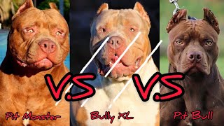 Pit Monster V.S Am Bully XL V.S Pit Bull | Qual o você levaria pra casa ?