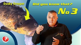 did you know that 3, Dusky Grouper!