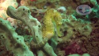 Pregnant Tigetail seahorse (Hippocampus comes). Just chilling!