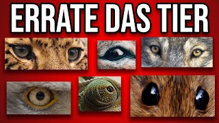 in 5 SEKUNDEN | leicht bis schwer | Tiere QUIZ