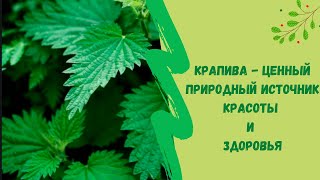 ☘Крапива - ценный природный источник красоты и здоровья