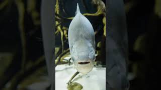 Aquarium | White fish in a aquarium | Video for entertainment