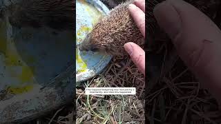 This trapped hedgehog was rescued by a kind family, and then this happened #animalshorts