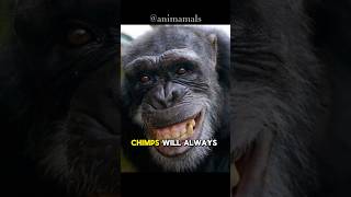 Crazy 😱 crimes of chimps you didn’t know about