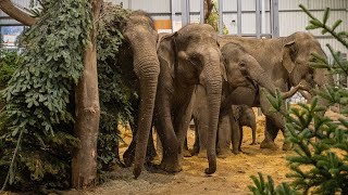 Baby elephant’s first Christmas