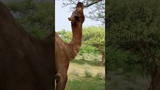 Groups of healthy camel 🐪#Camel #camelculture