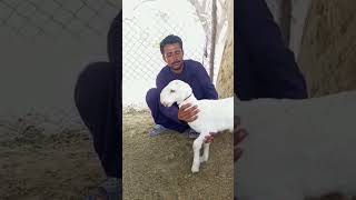 baby sheep #mundrachatra #sheep #mundra #shortvideo #shorts