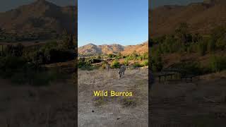 Box Spring Mountains in Riverside, California