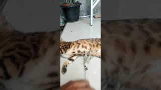 Ruby My Best Bengal Cat