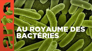 Les microbes | Les vrais maîtres de la Terre | ARTE