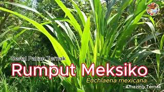 Rumput Meksiko #Euchlaena mexicana #Serial Pakan Ternak