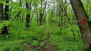 Spring walk in the wonderful forest of Comana Natural Park