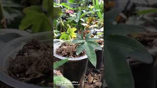 Alocasia brancifolia small plants #alocasiabrancifolia #alocasia