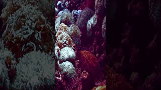 Coral reefs under water